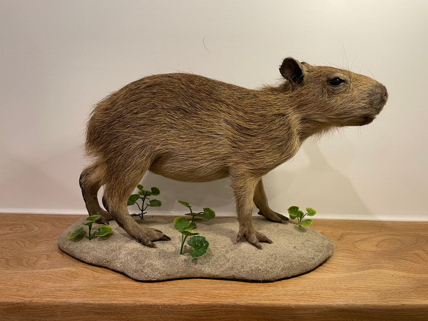 Capybara