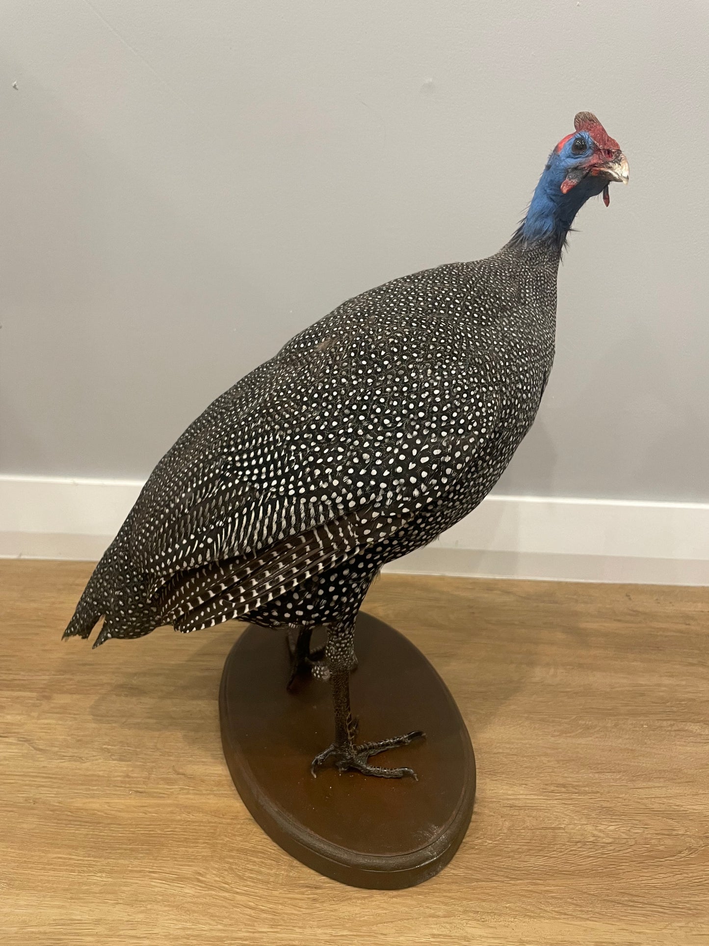 Helmeted Guinea Fowl