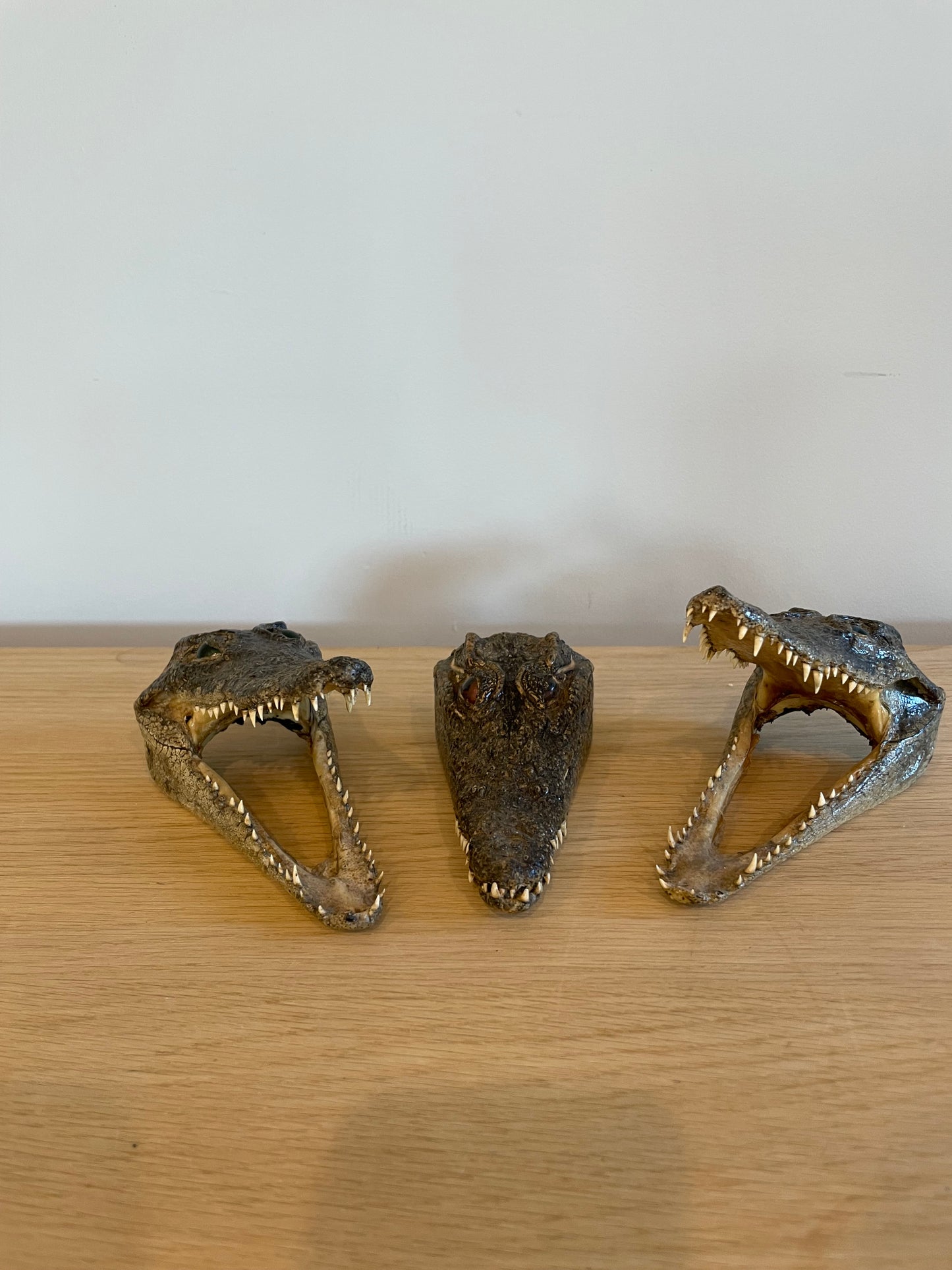 Nile Crocodile head