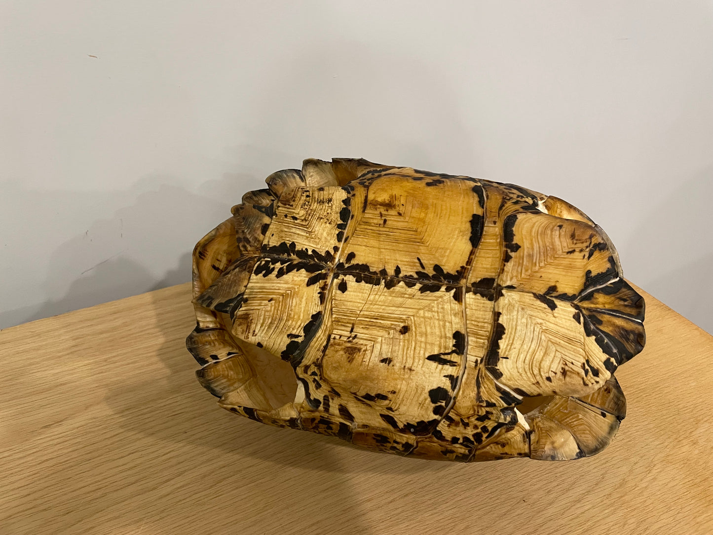 Leopard Tortoise Shell
