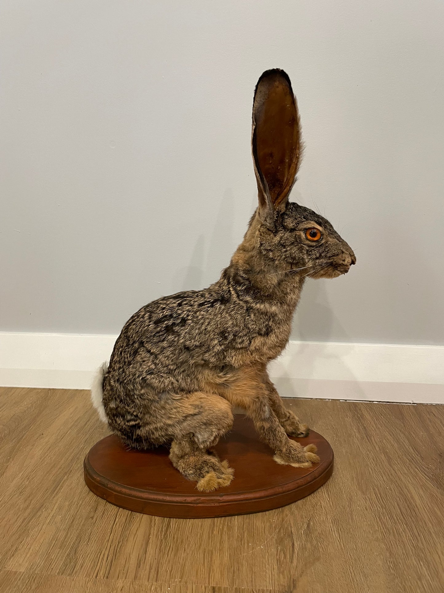 Cape Hare