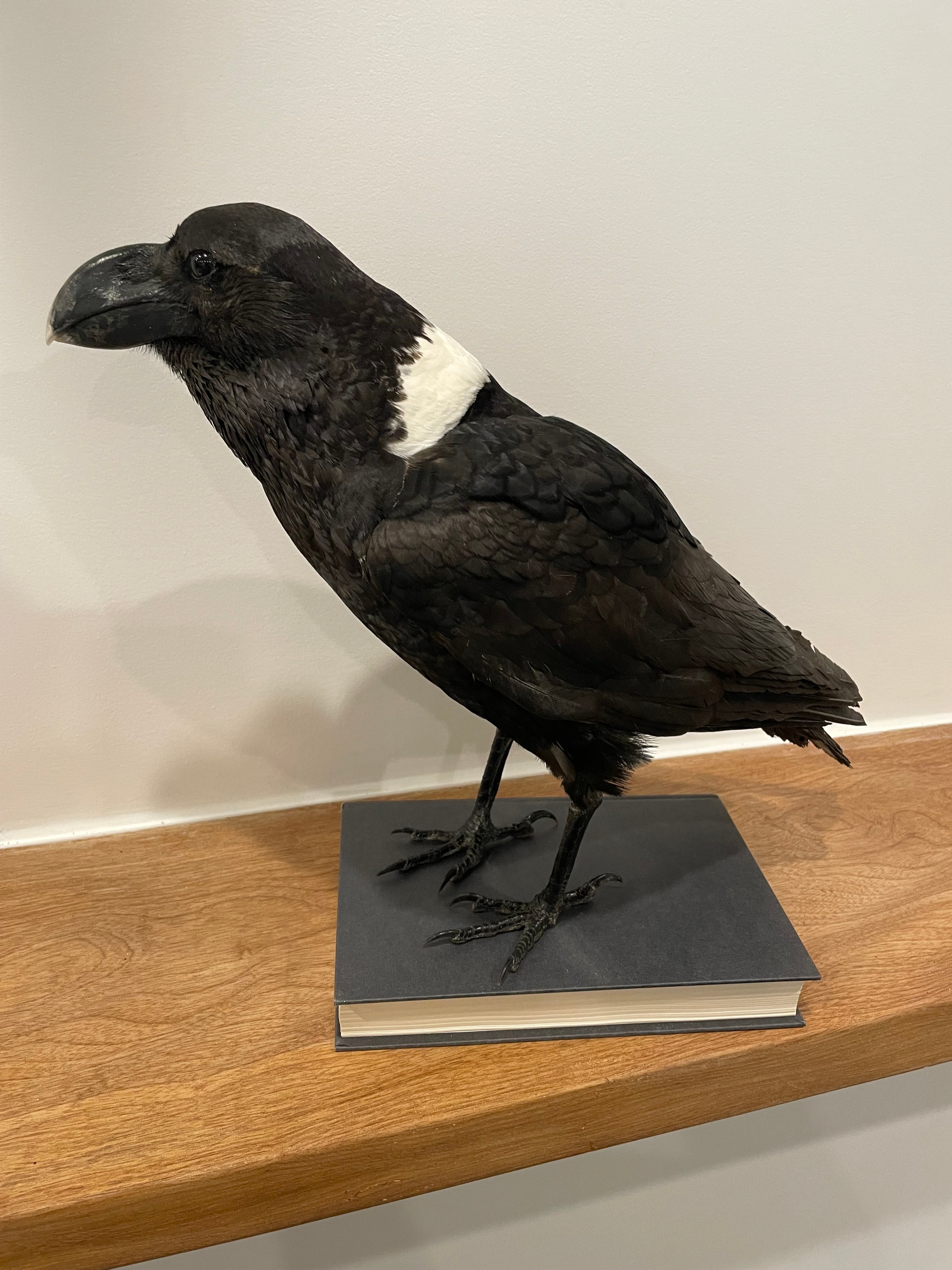 Taxidermy Pied Raven for Sale – The New Zealand Taxidermy Store