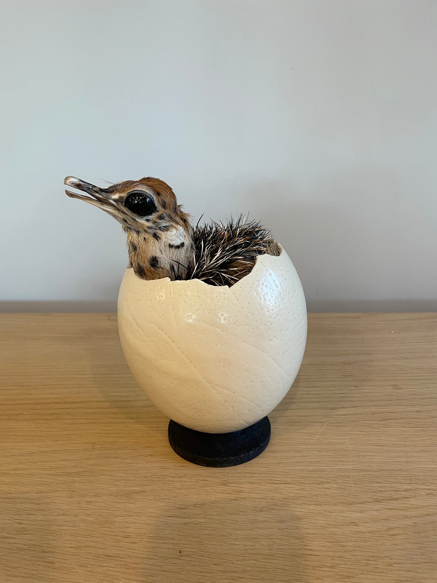 Ostrich Chick in Shell