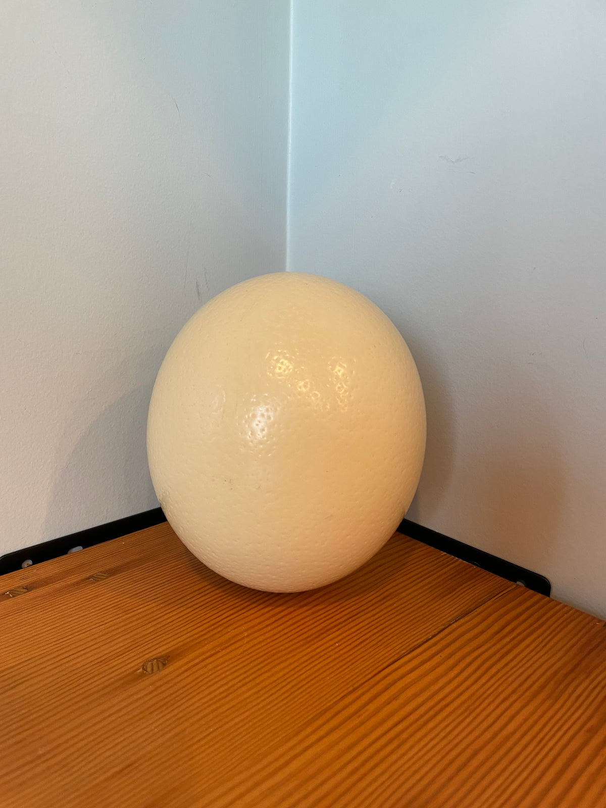 Ostrich Egg