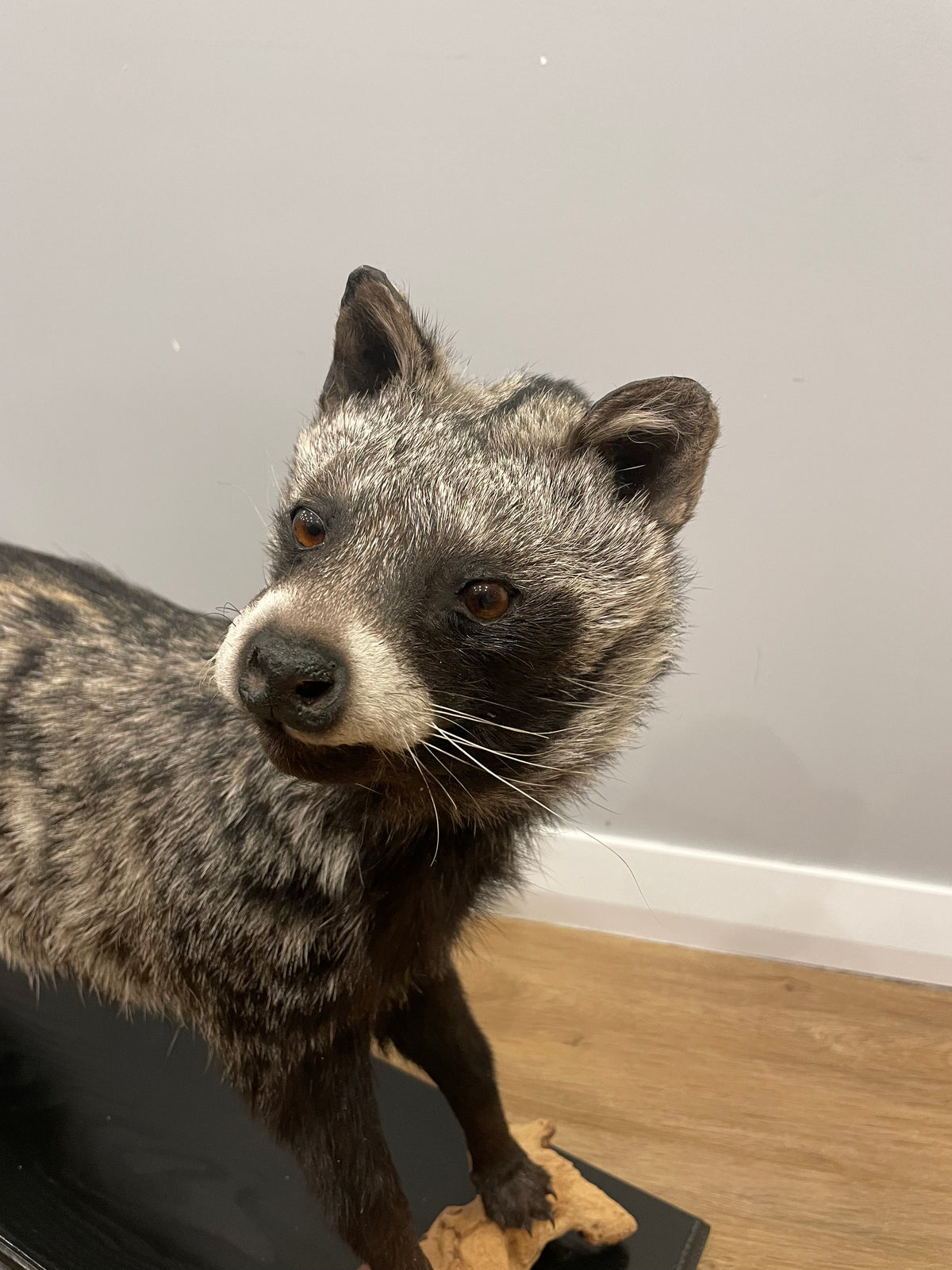 African Civet