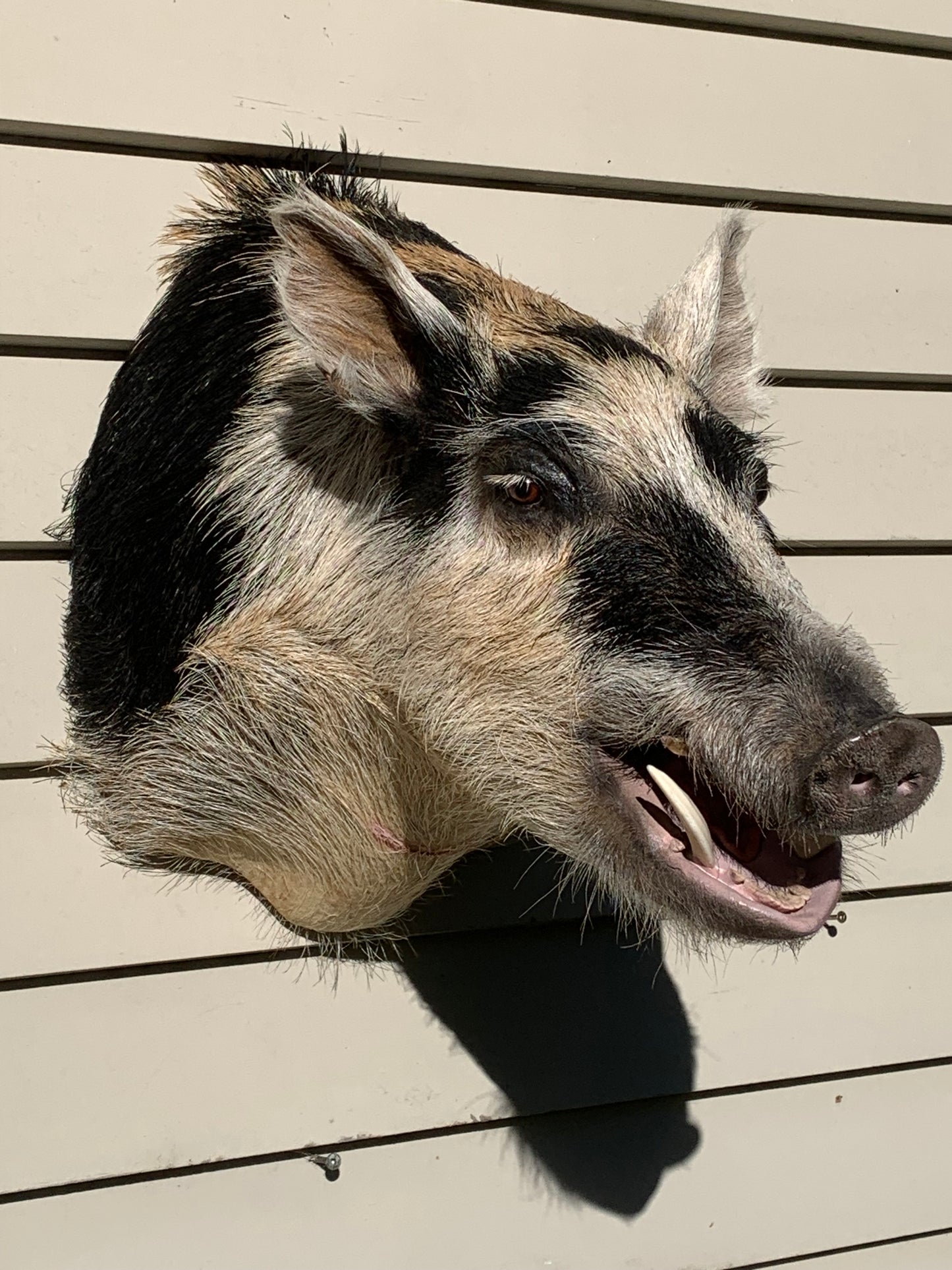 Boar