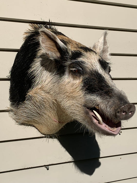 Boar