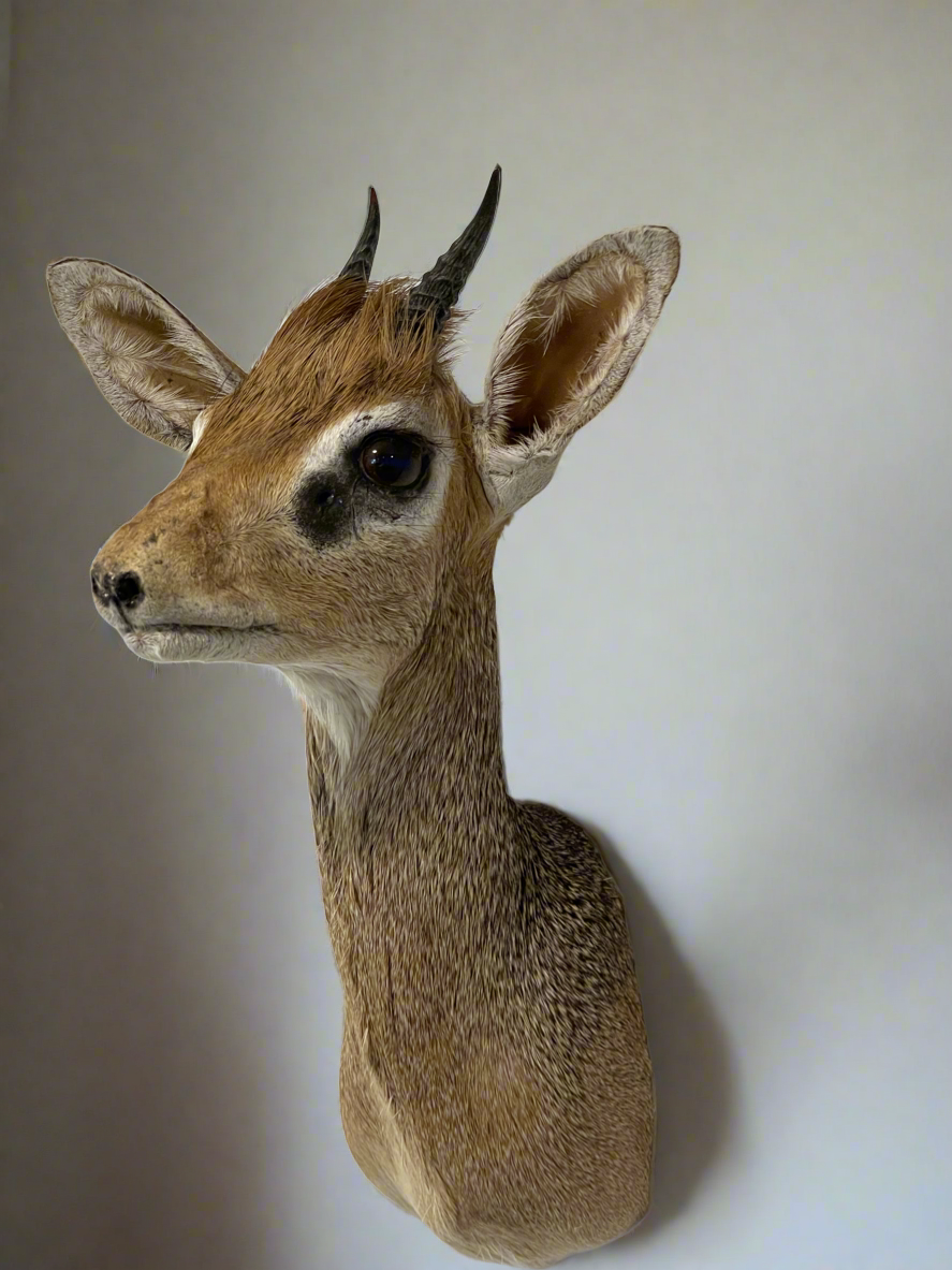 Taxidermy DikDik for Sale The New Zealand Taxidermy Store