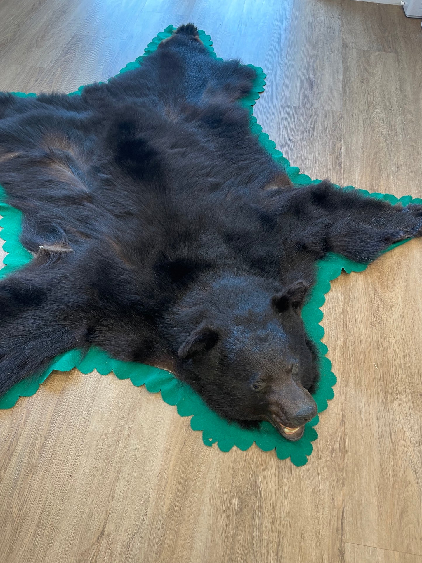 Black Bear Skin