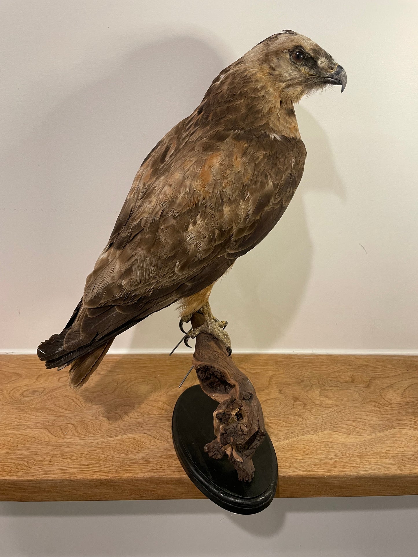 Jackal buzzard