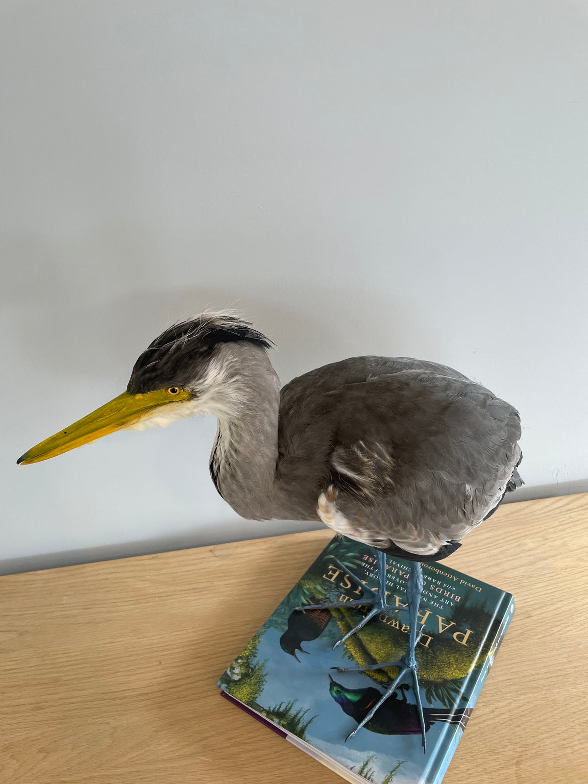 Grey Heron