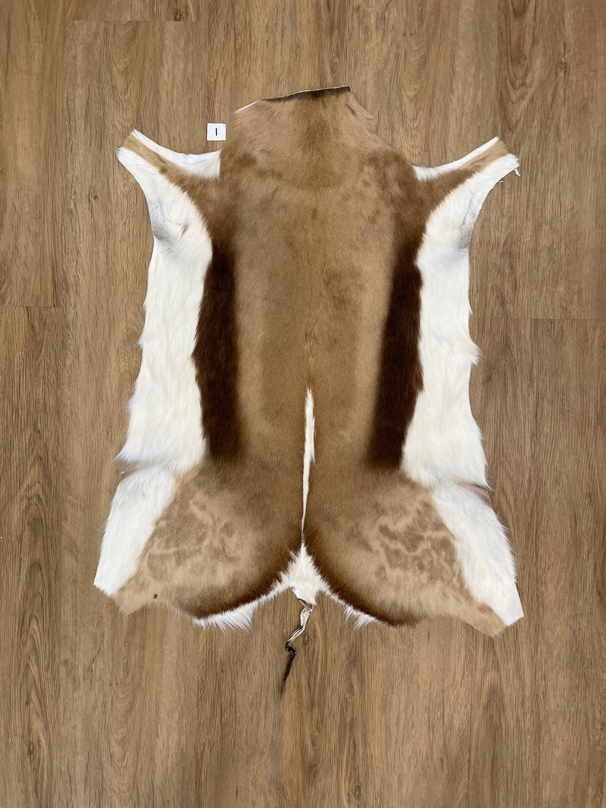Springbok Skin