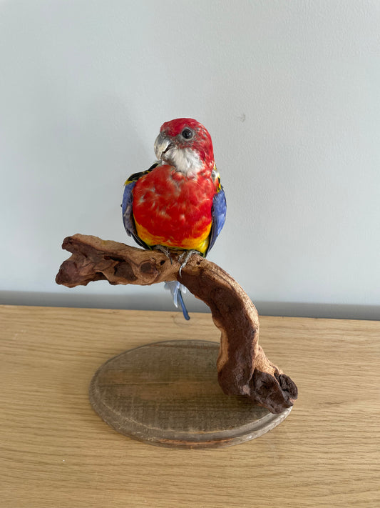 Eastern Rosella