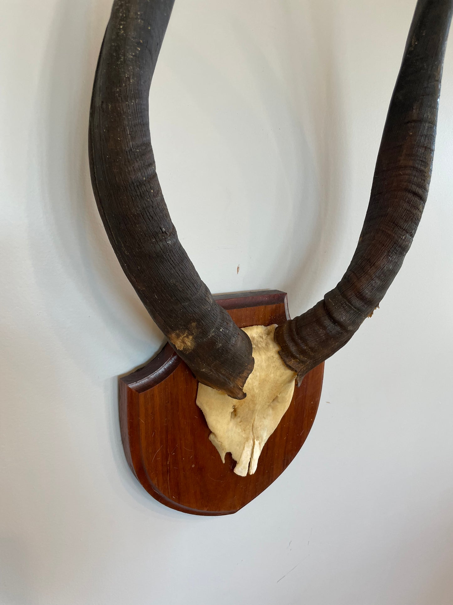 Nyala Euro Mount