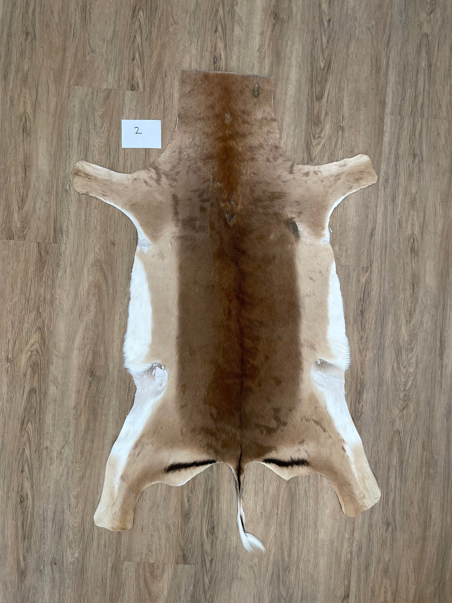 Impala Skin
