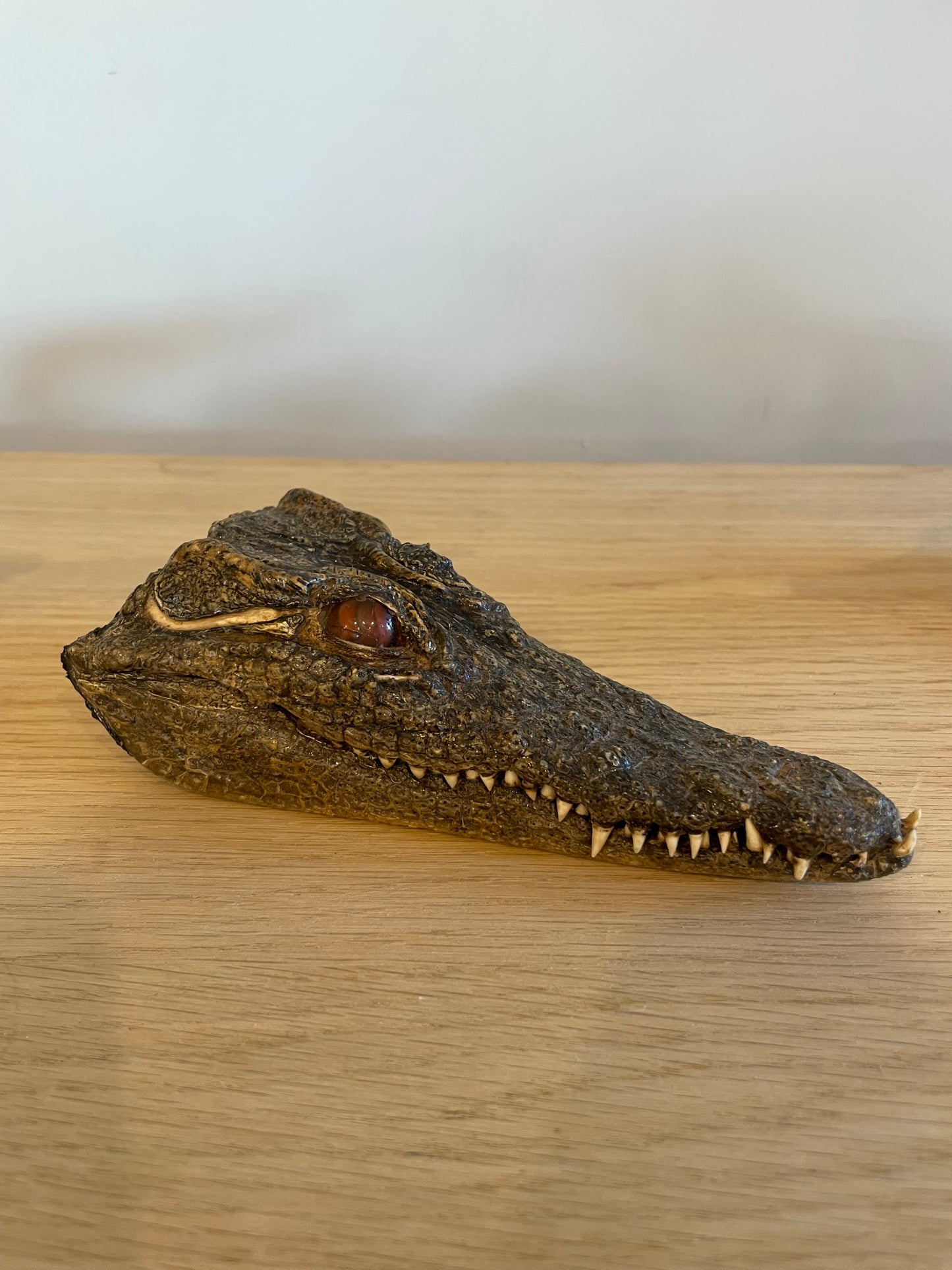 Nile Crocodile head
