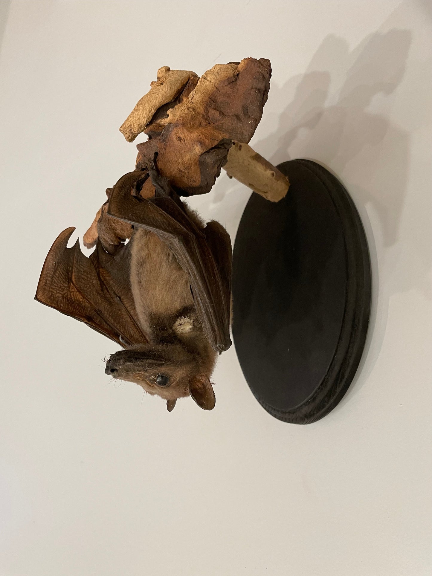 Wahlberg's epauletted fruit bat