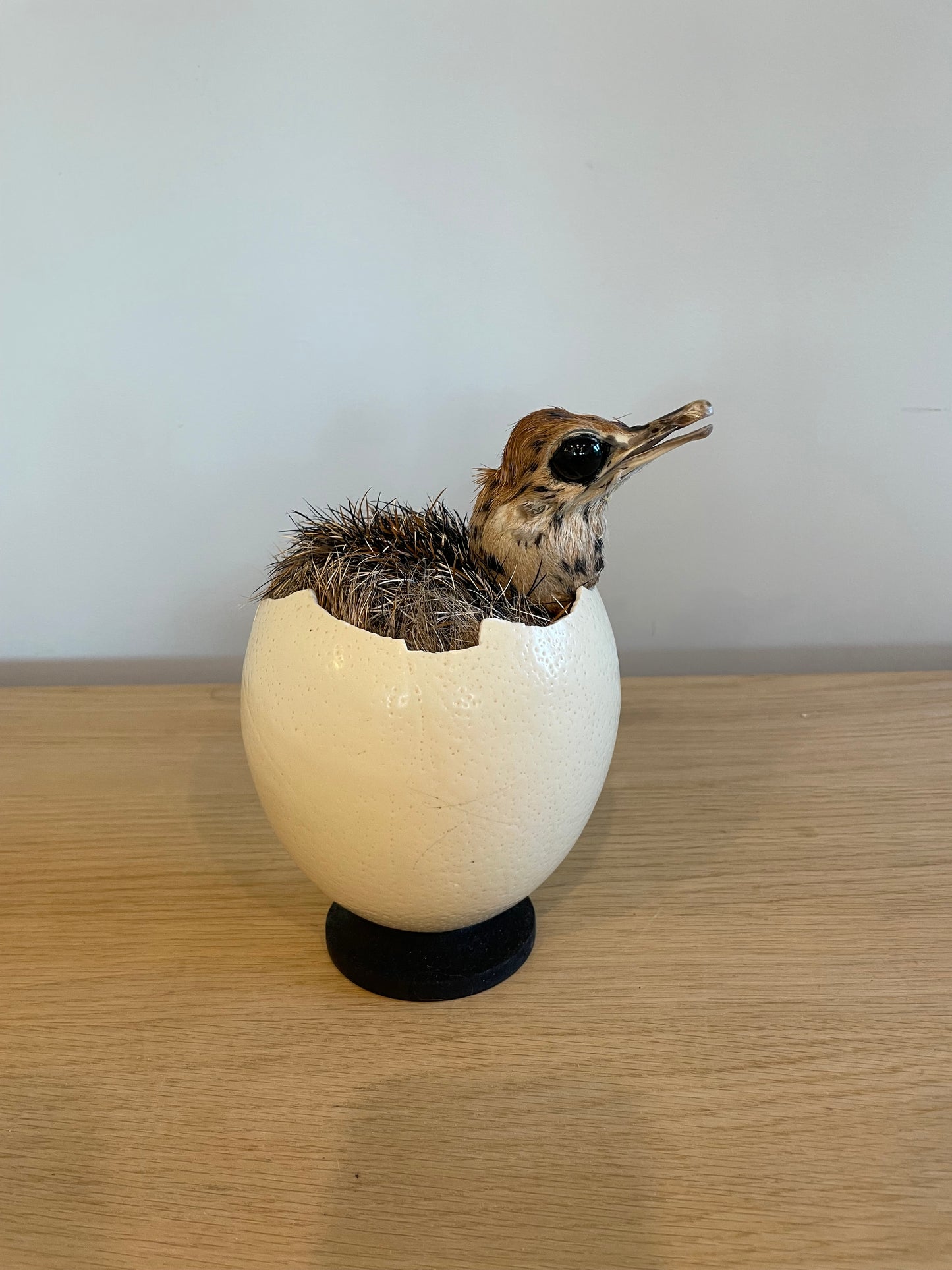 Ostrich Chick in Shell