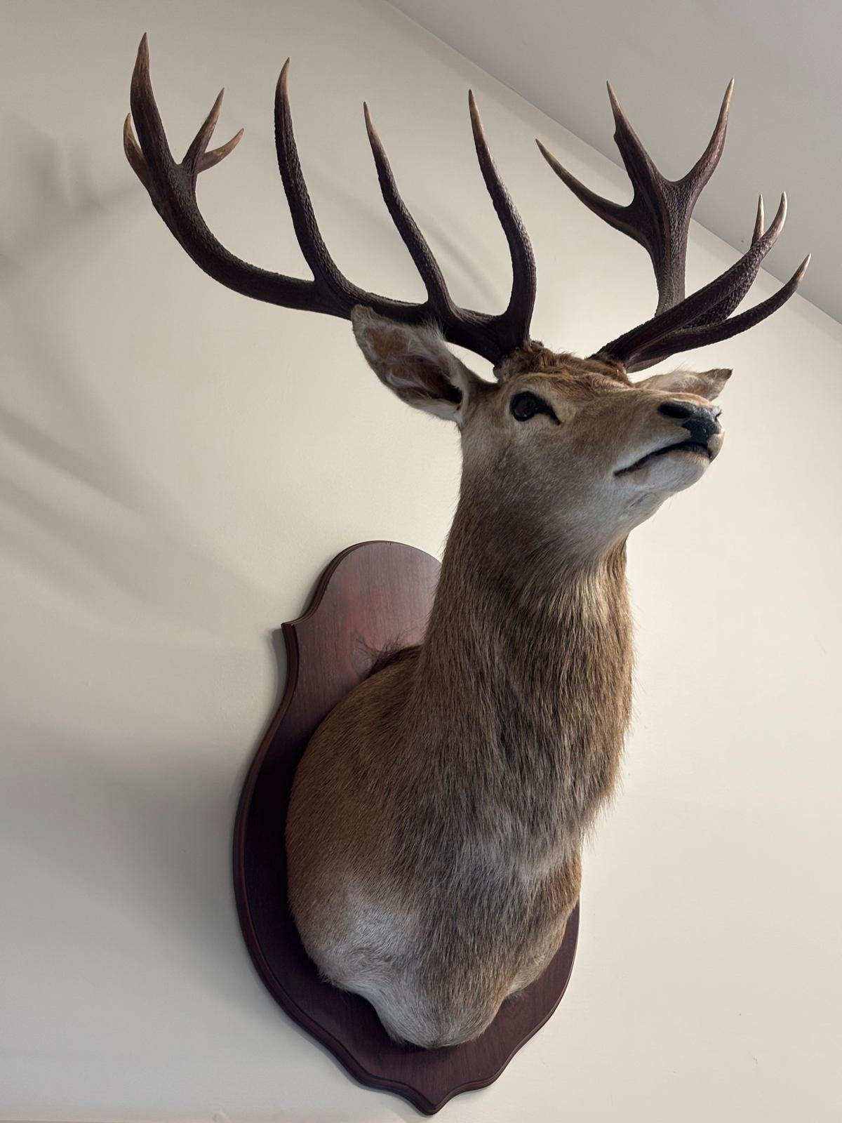 Red Stag