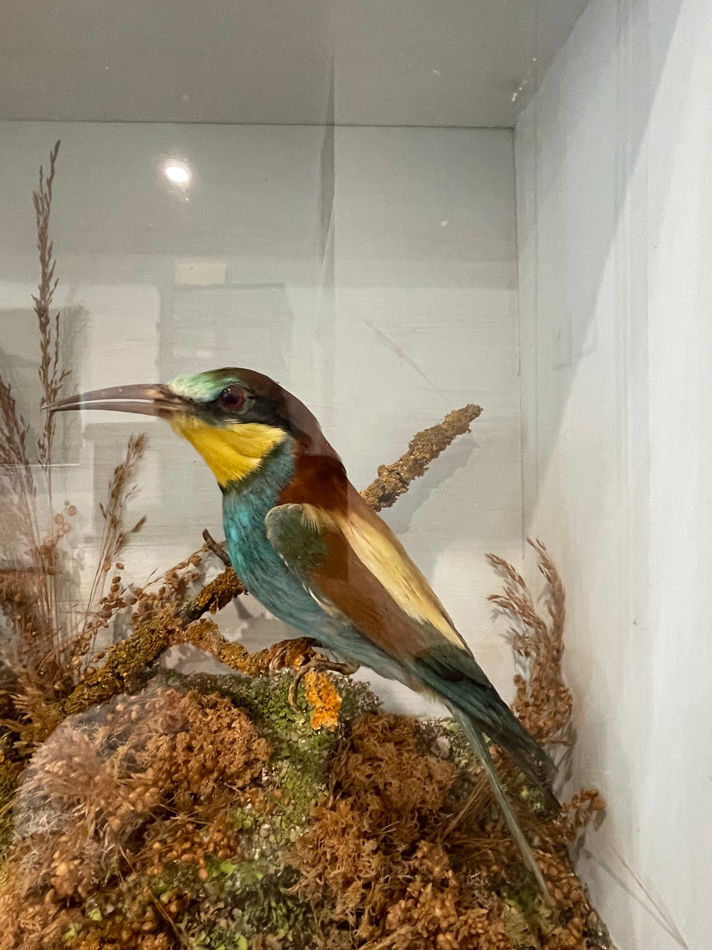 Bee Eaters