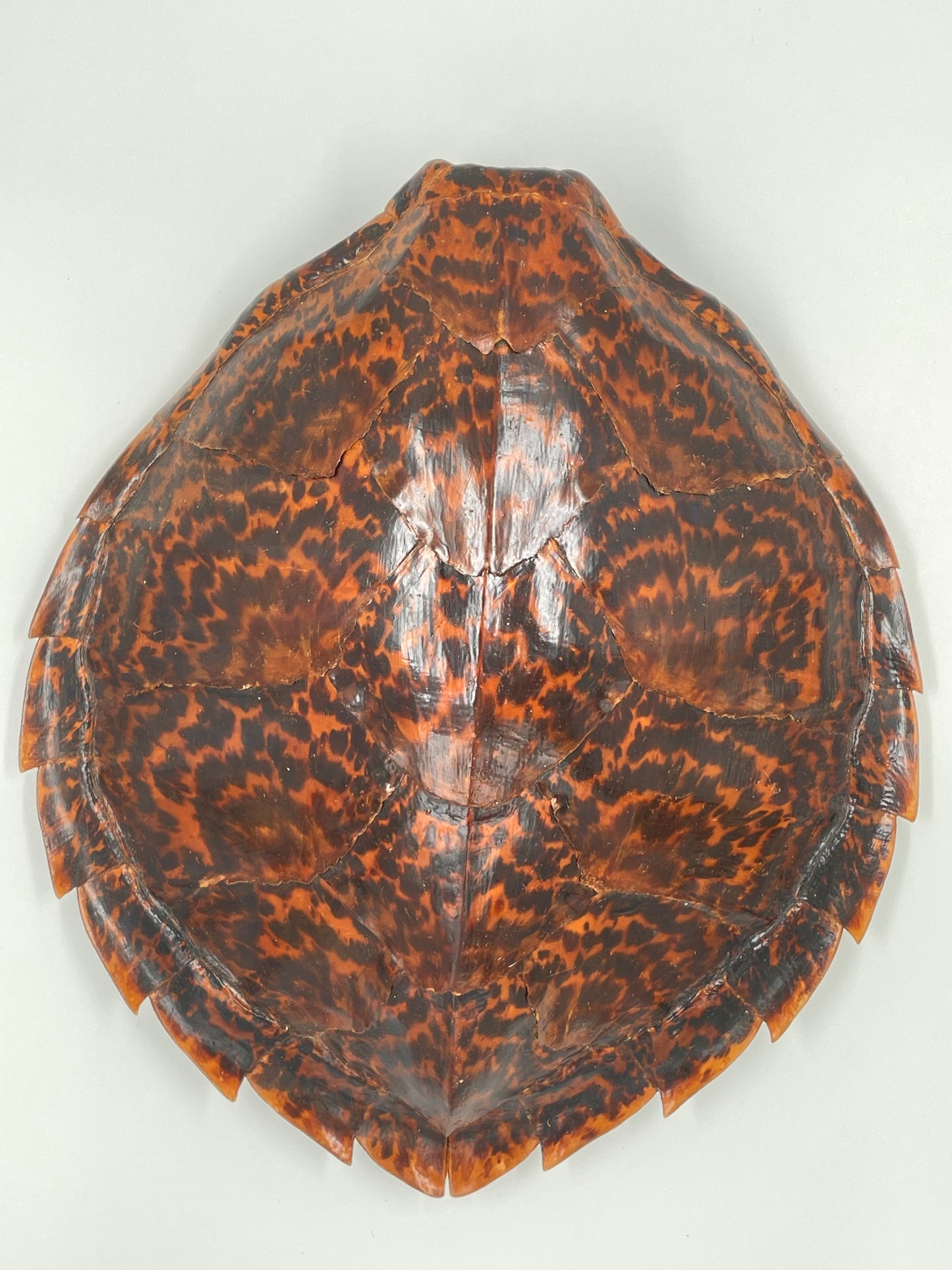 Hawksbill Turtle Shell