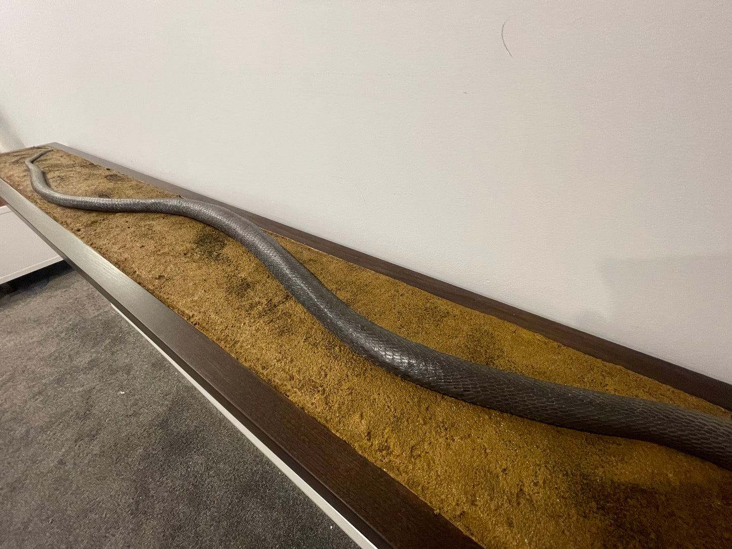 2m plus Black Mamba Snake