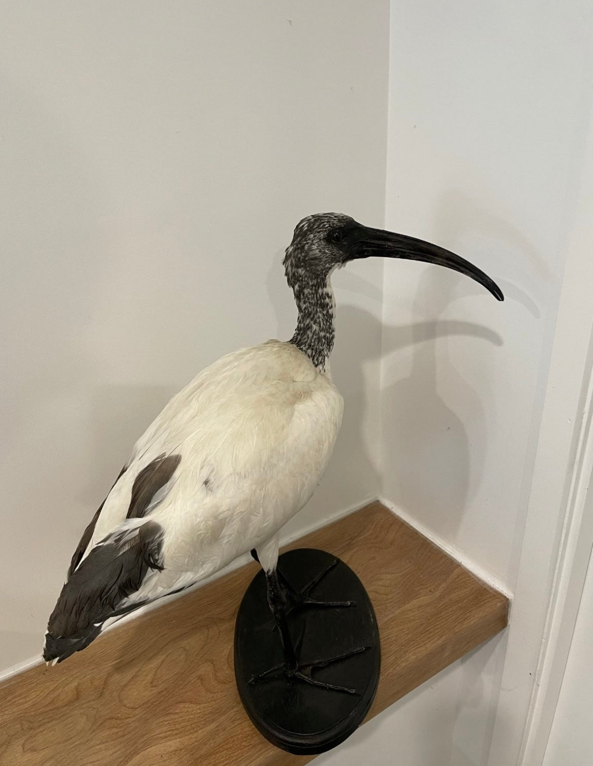 Sacred Ibis
