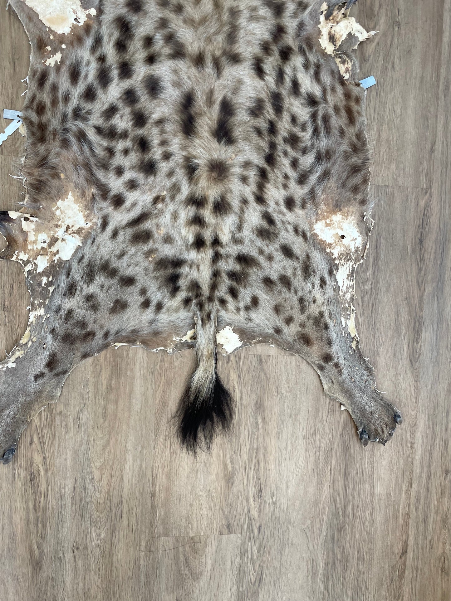 Spotted Hyena Skin