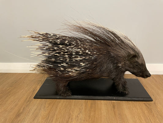 Cape Porcupine