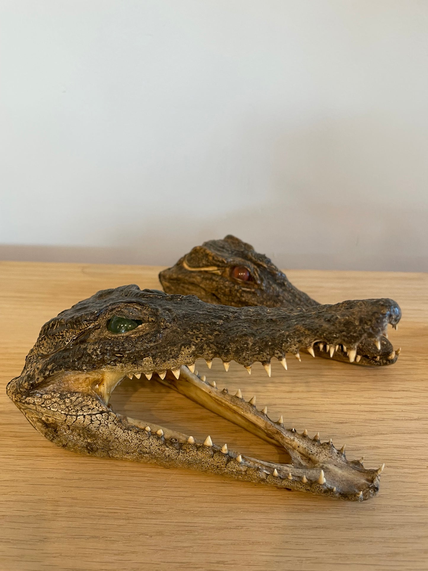 Nile Crocodile head
