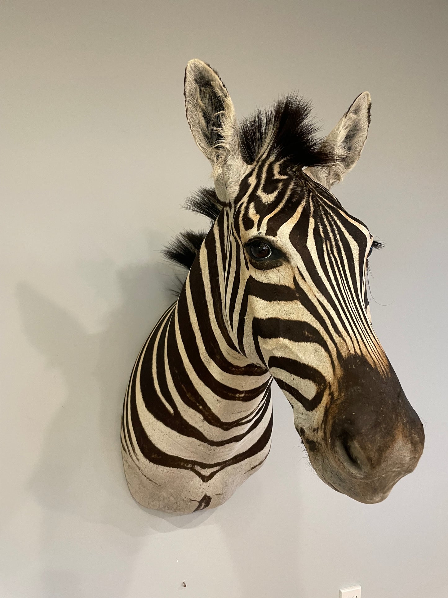 Zebra