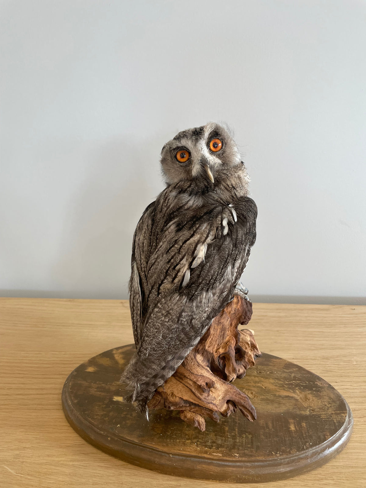 Southern white-faced owl