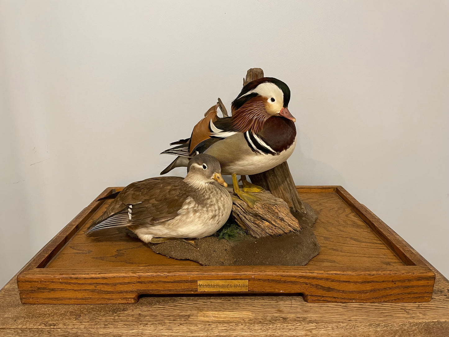 Pair of Mandarin Ducks
