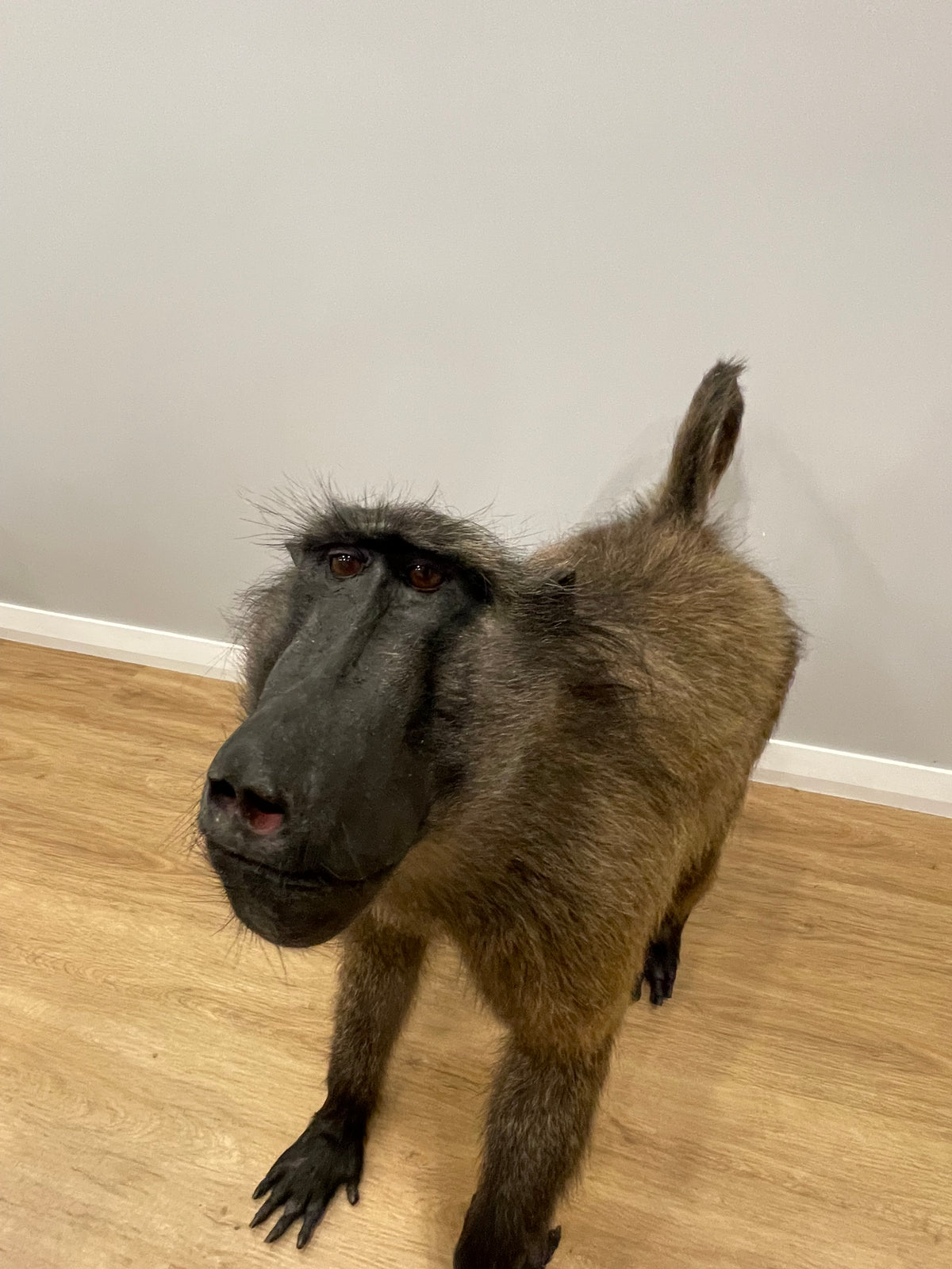 Chacma Baboon