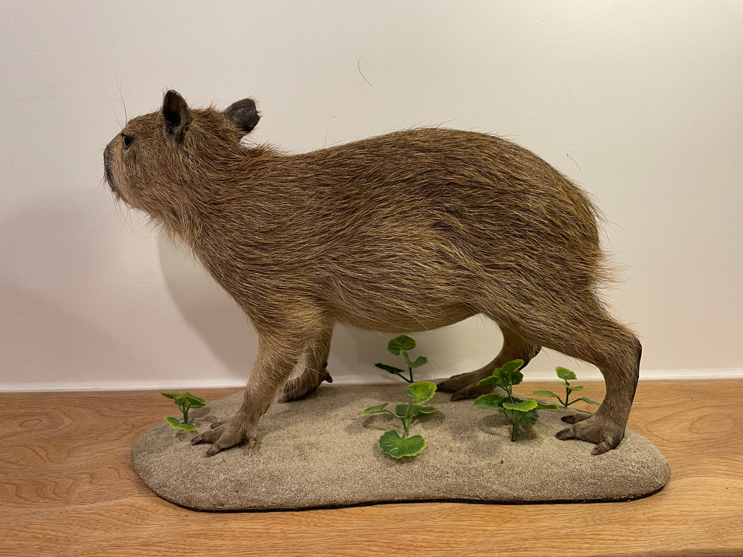 Capybara