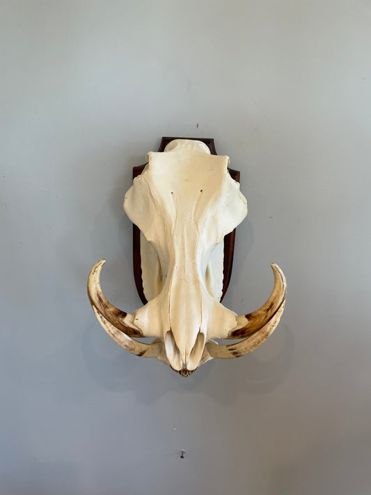 Warthog Euro Mount