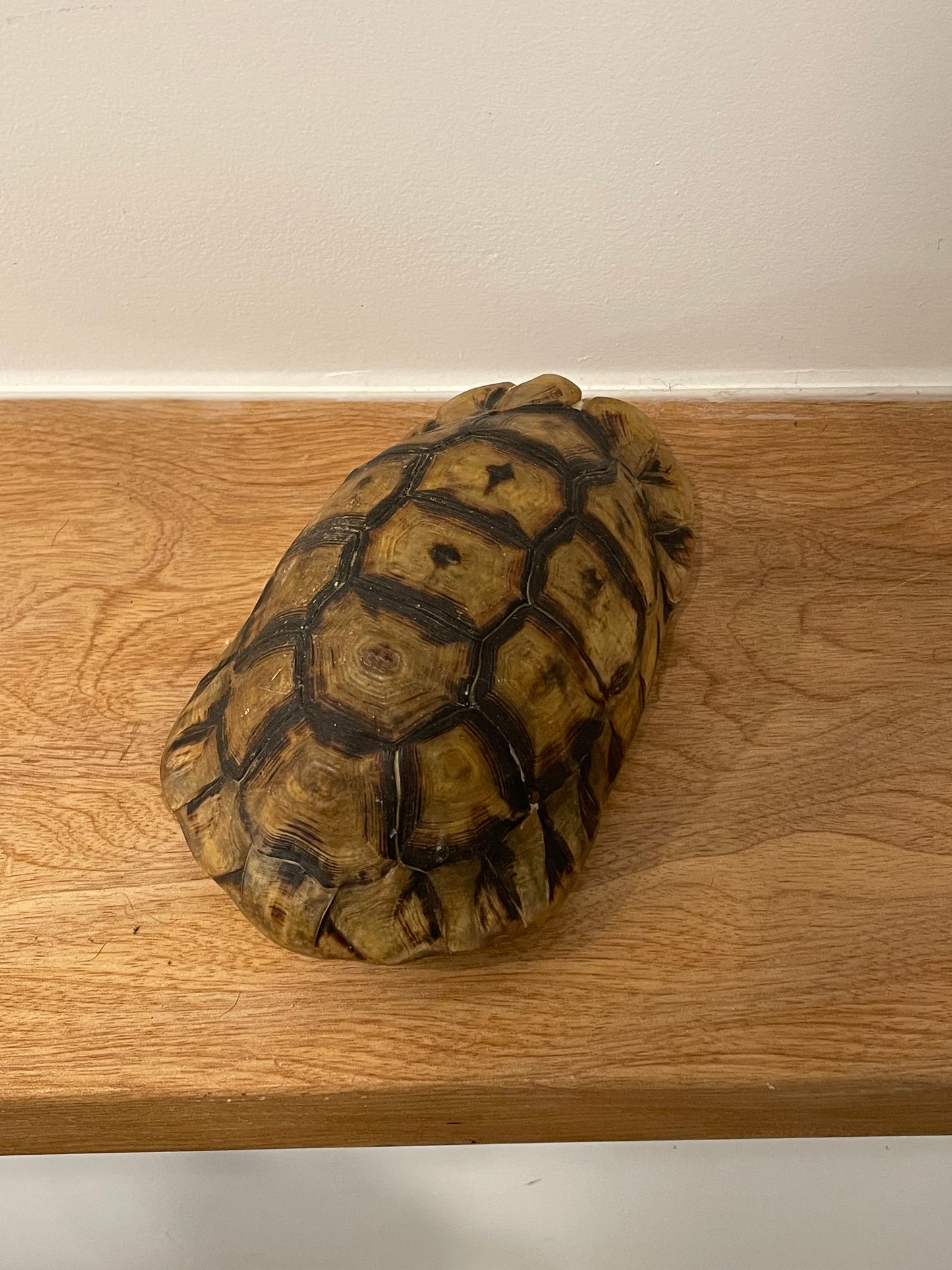 Angulate Tortoise Shell