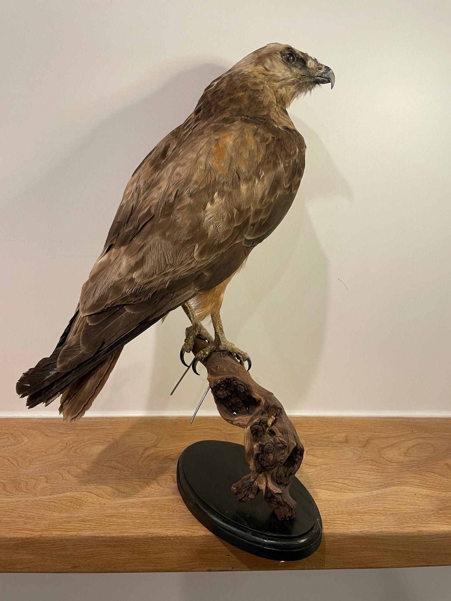Jackal buzzard