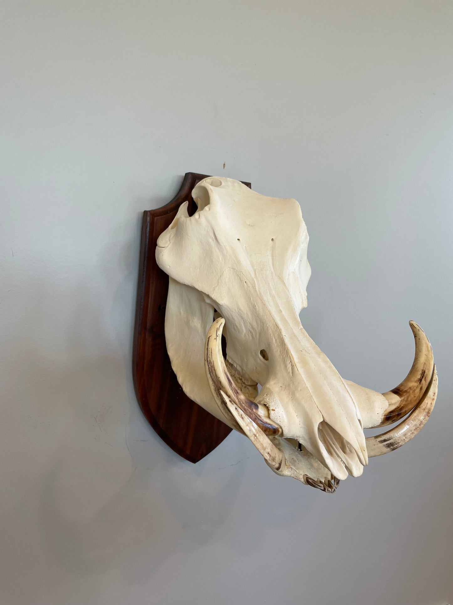 Warthog Euro Mount