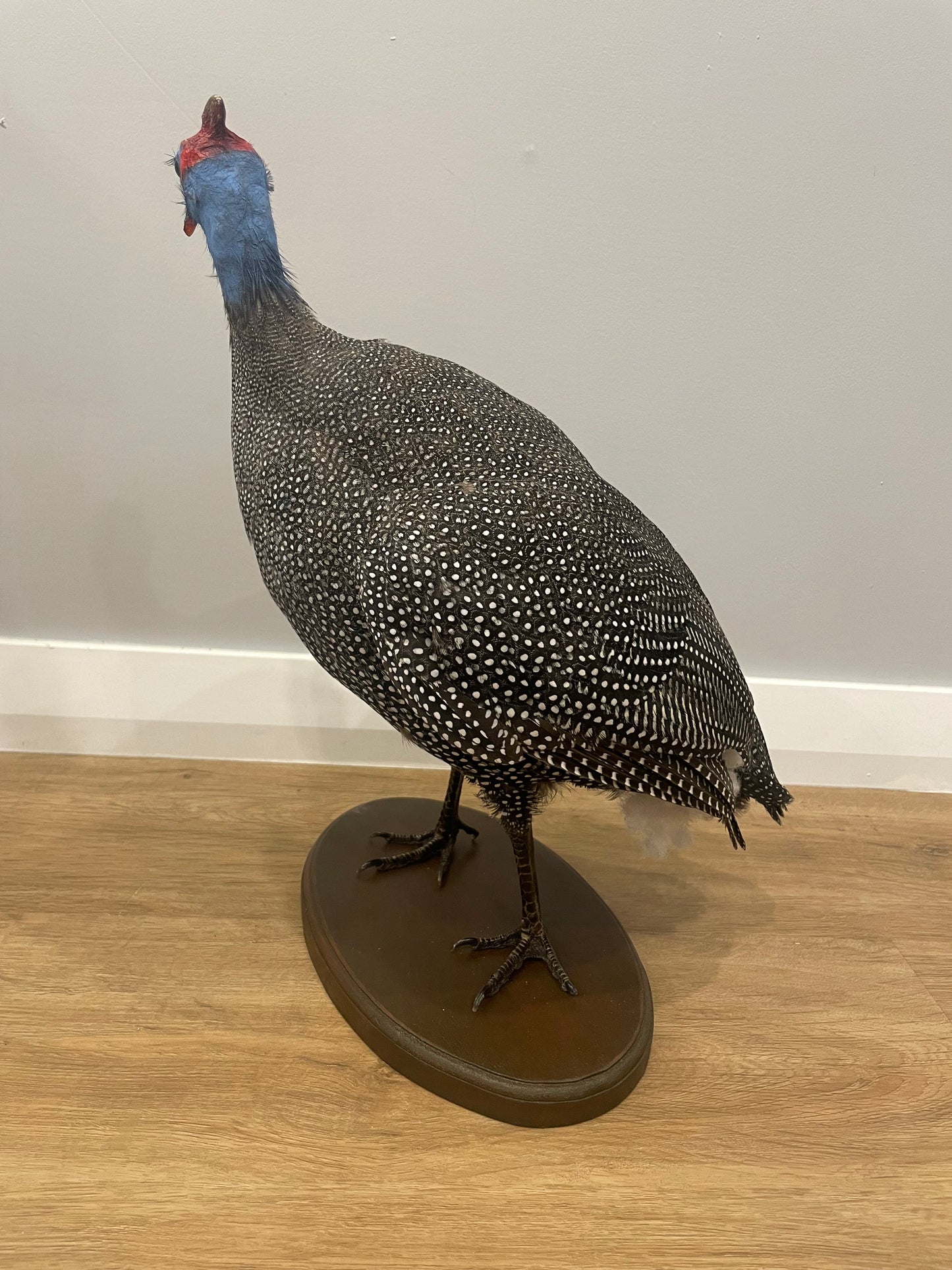Helmeted Guinea Fowl