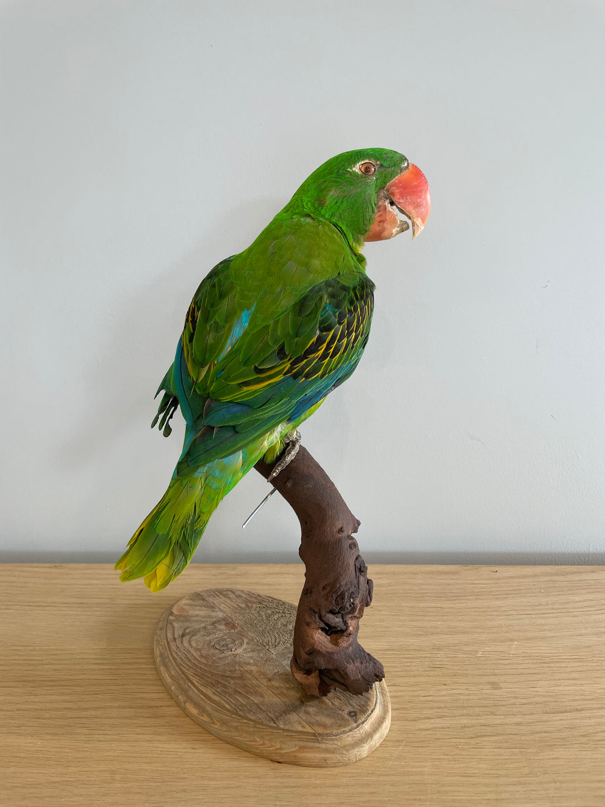 Great-Billed Parrot