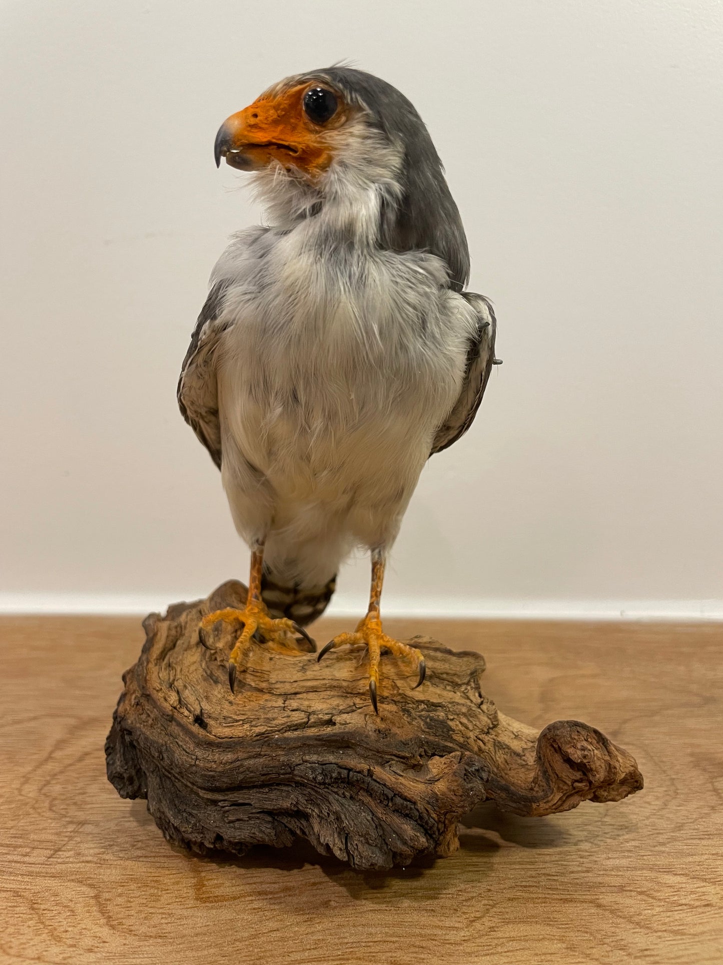 Pygmy falcon