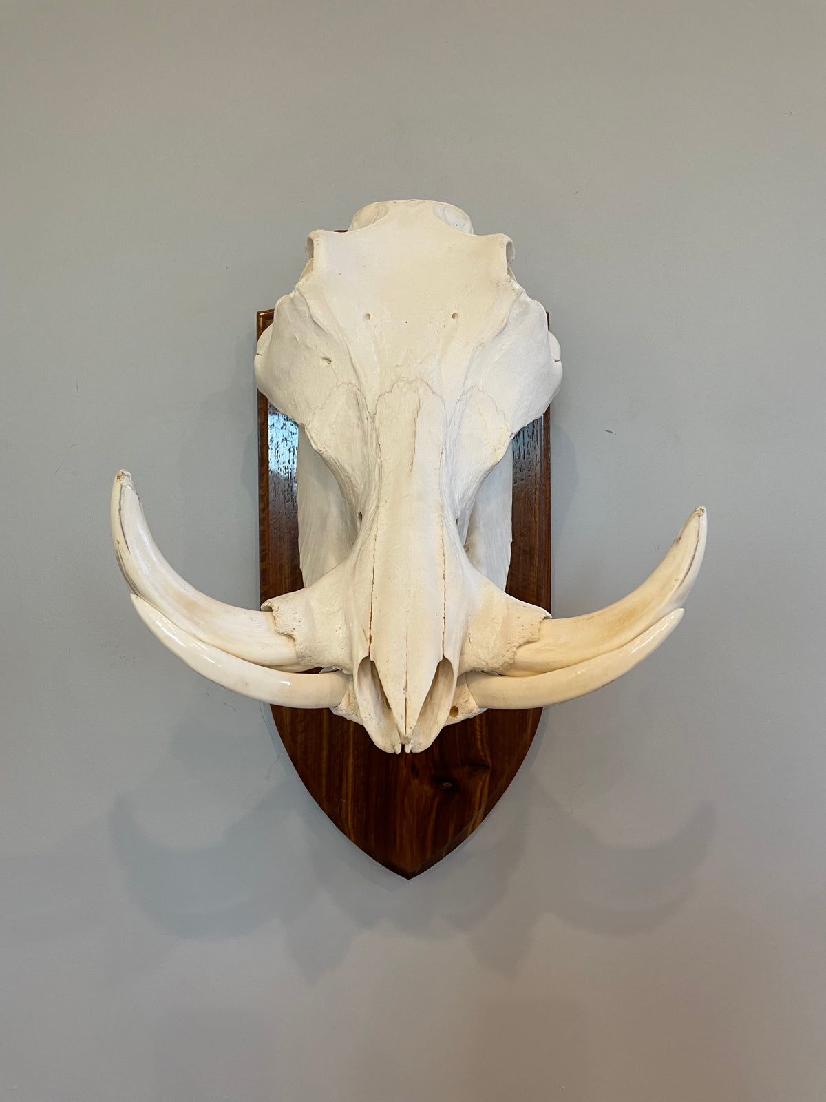 Warthog Euro Mount