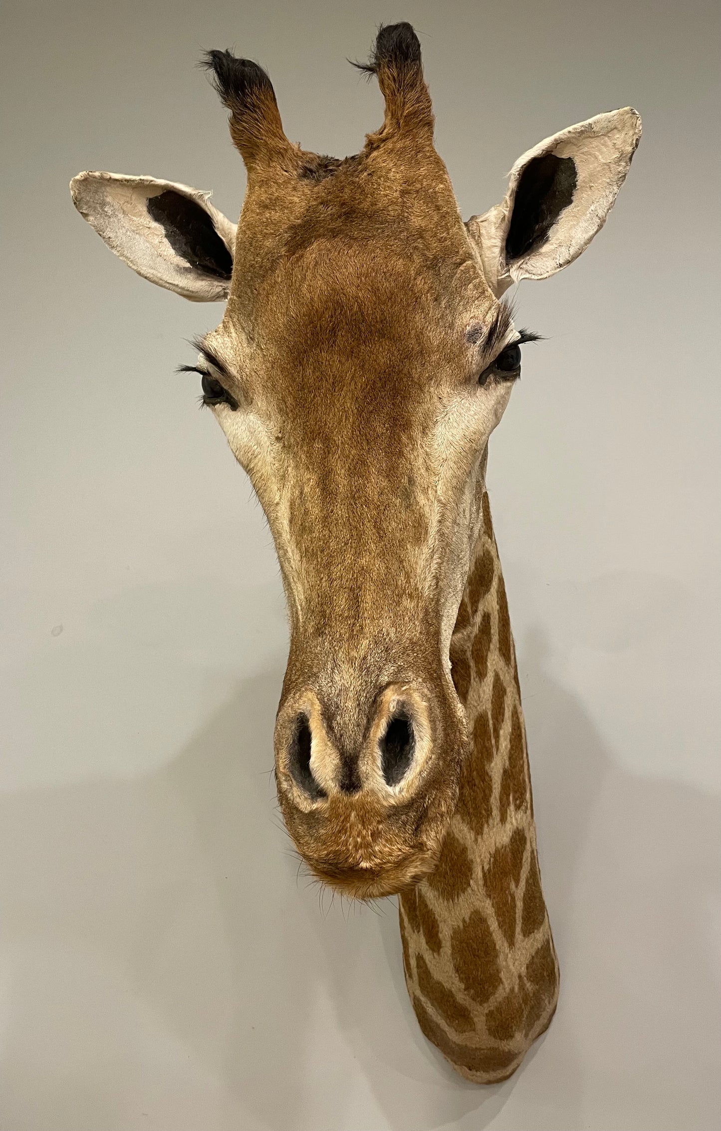 Giraffe Shoulder Mount