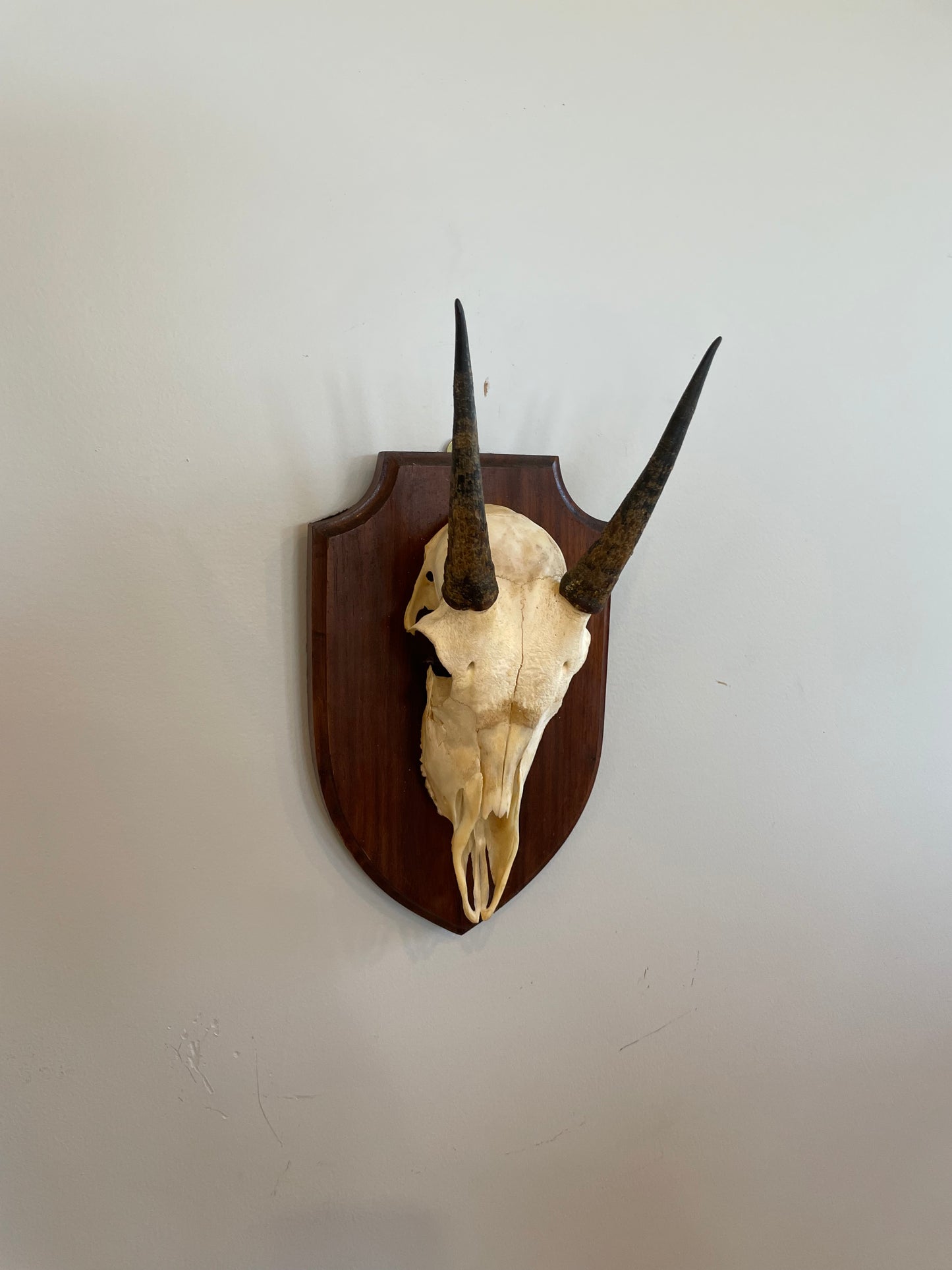 Young Impala Euro Mount