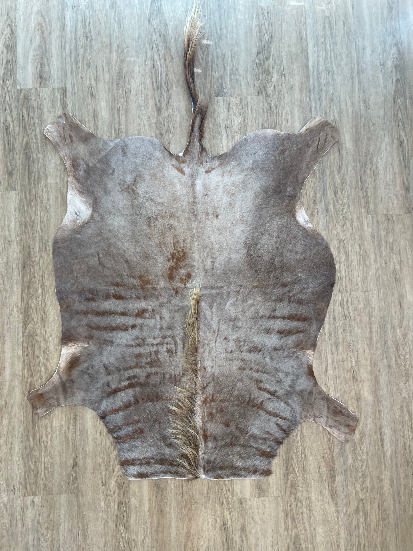 Golden Wildebeest Skin