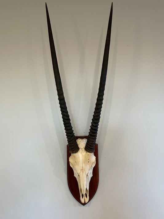 Gemsbok Euro Mount