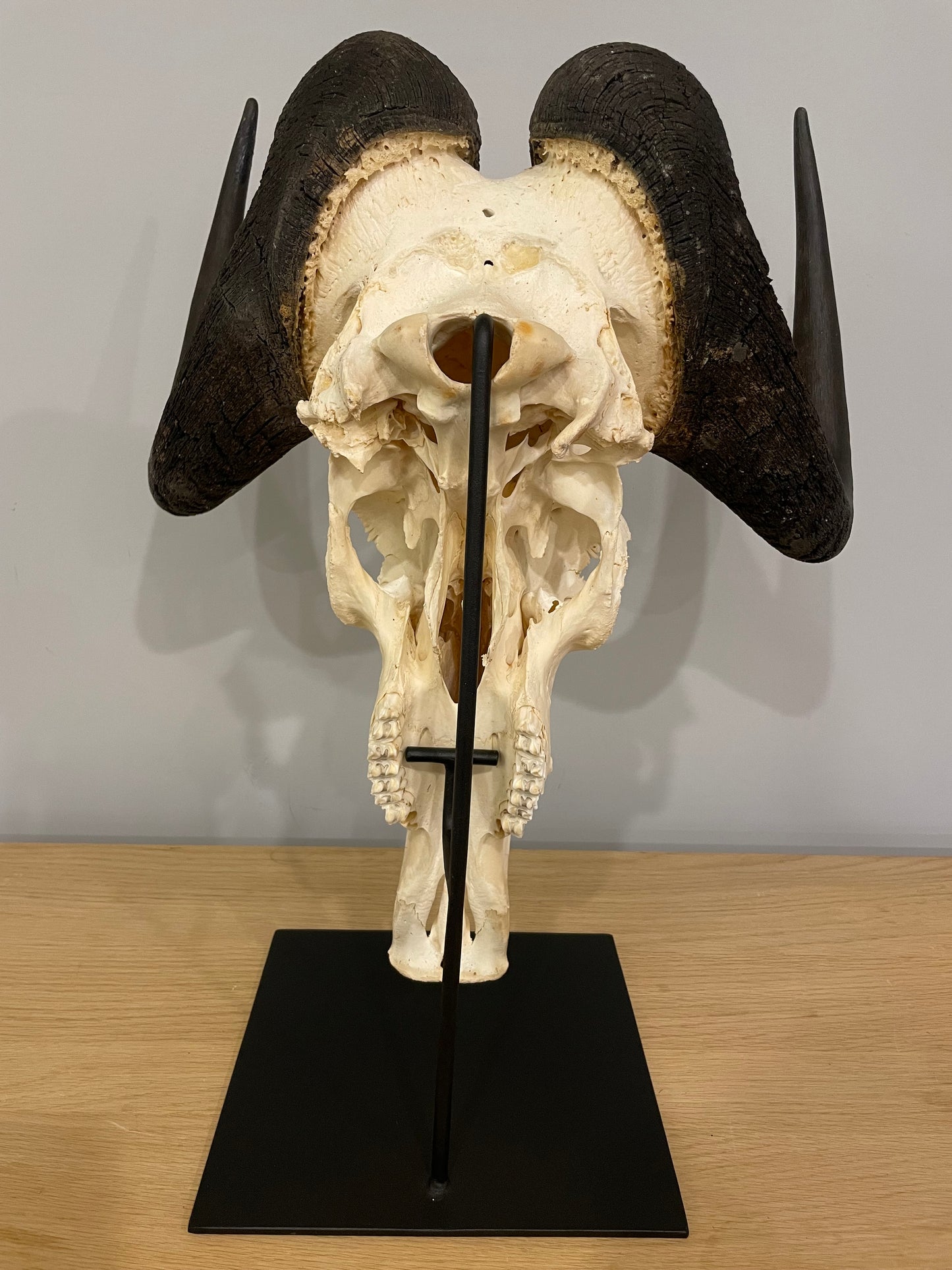 Black Wildebeest Skull