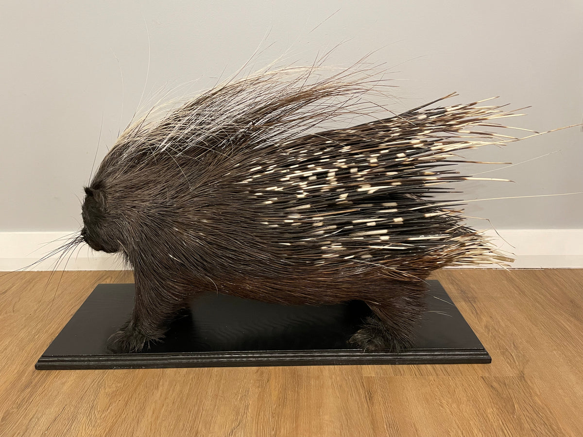 Cape Porcupine
