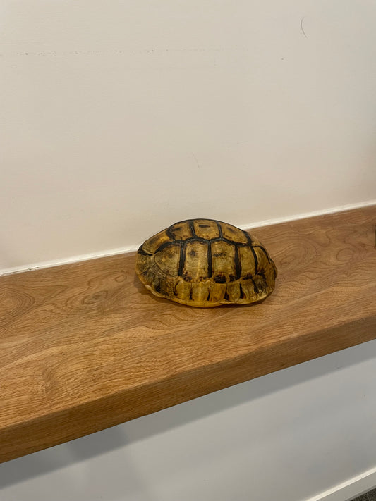 Angulate Tortoise Shell